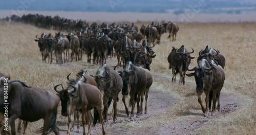 Wallpaper Mural Line Of Wildebeest Migrating On Track; Maasai Mara 4th September 2016; Maasai Mara, Kenya, Africa Torontodigital.ca