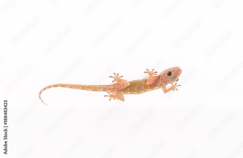 Naklejka premium Tokay gecko, Gekko on white ceiling