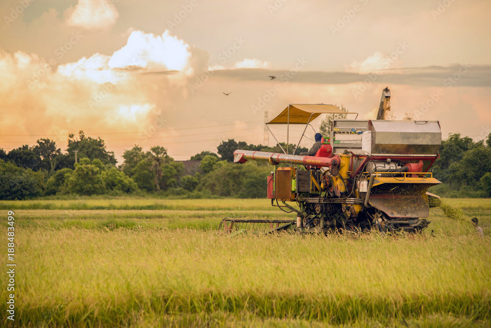 Combine harvesting the wheat on a sunset. Combine harvesting the wheat on a sunset.