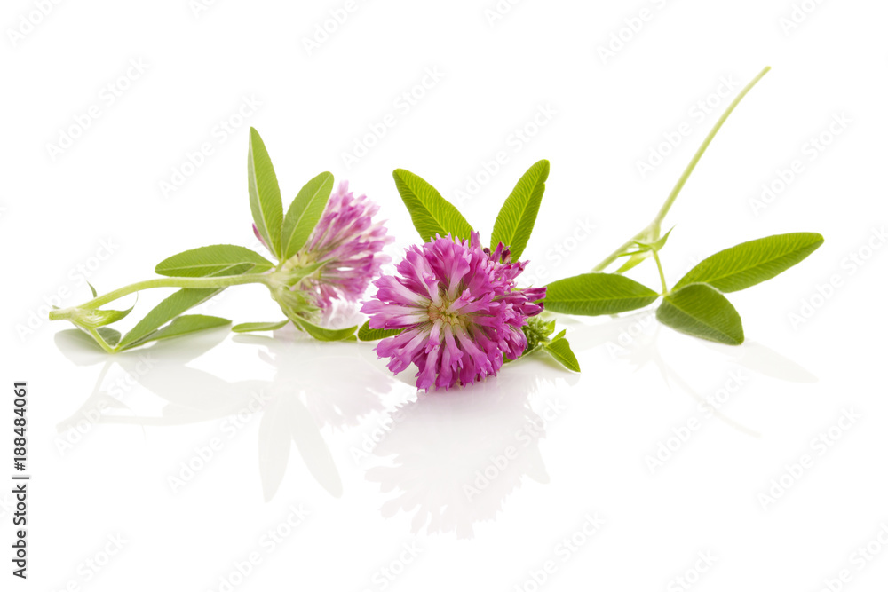 Fototapeta premium Clover or trefoil flowers