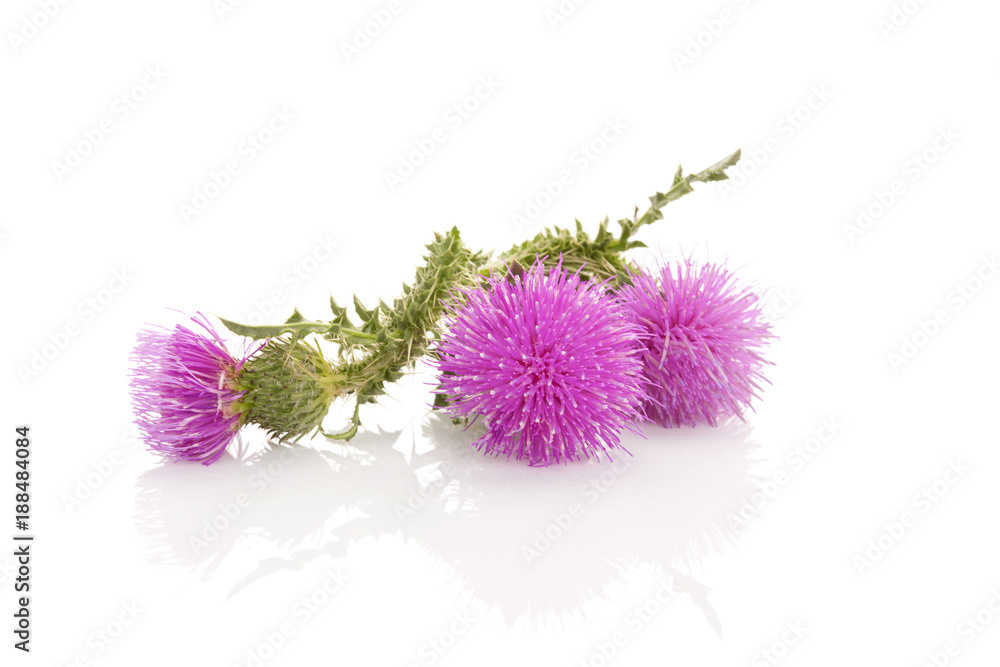 Thistle flower isolated on white background