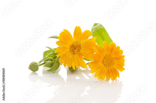 Calendula medical plant