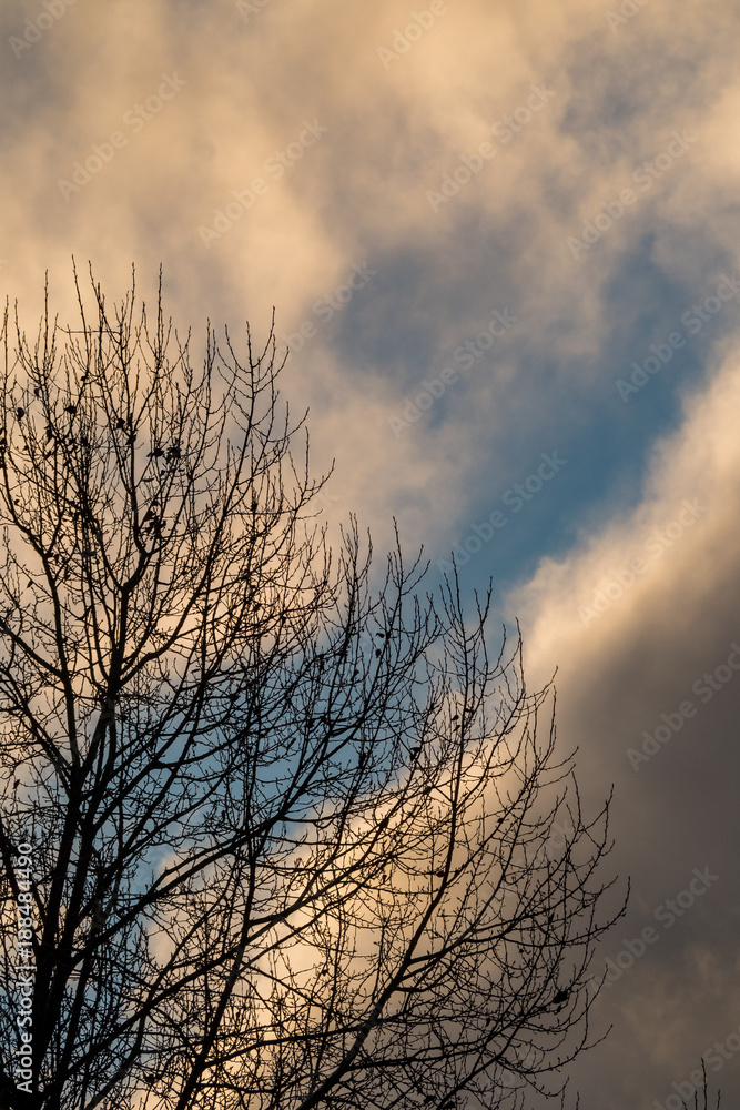 Naklejka premium trees on a cloudy day at dawn