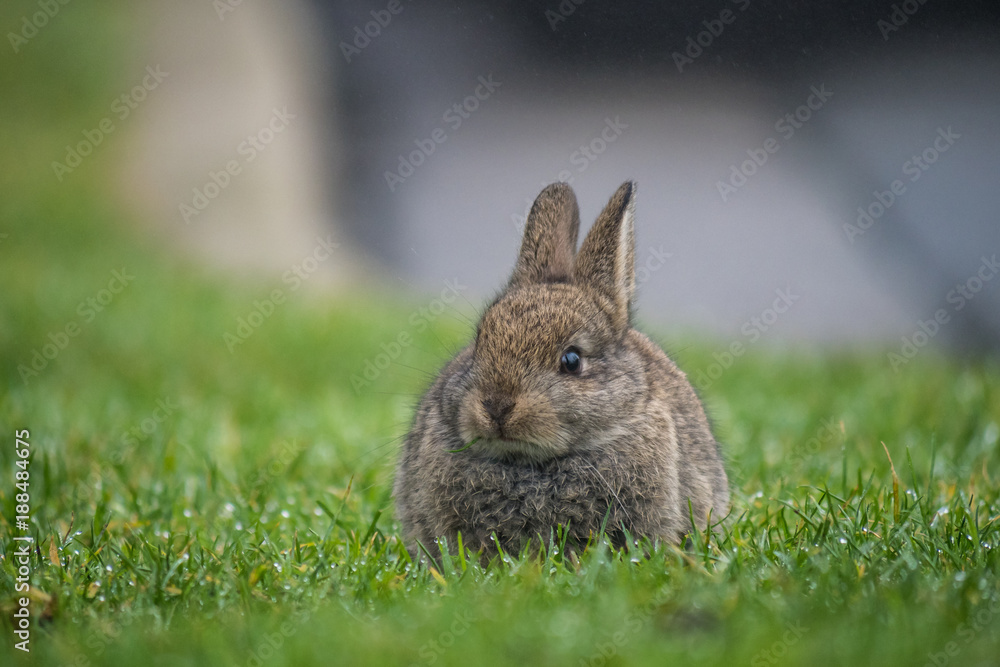 Fototapeta premium cute little bunny resting on the grass on a foggy morning
