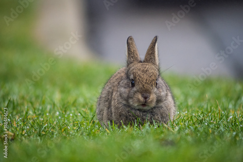 cute little bunny resting on the grass on a foggy morning