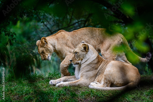 Fototapeta Naklejka Na Ścianę i Meble -  Two female lions