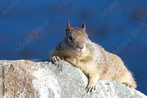 Ground squirrel laying on a rock, paws holding rock, looking at viewer. The ground squirrels are members of the squirrel family of rodents which generally live on or in the ground, rather than trees.