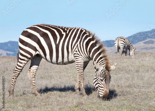 zebras  adults and baby walking eating in drought parched wilderness. Zebras are generally social animals that live in small harems to large herds and have never been truly domesticated.