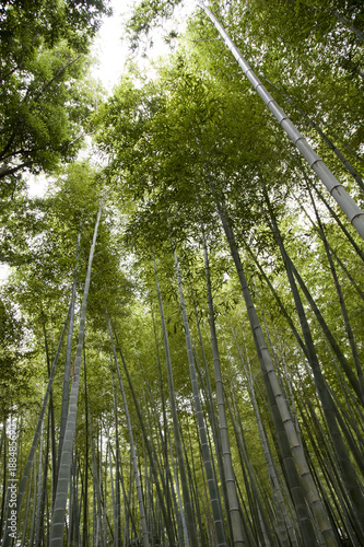 A bamboo grove