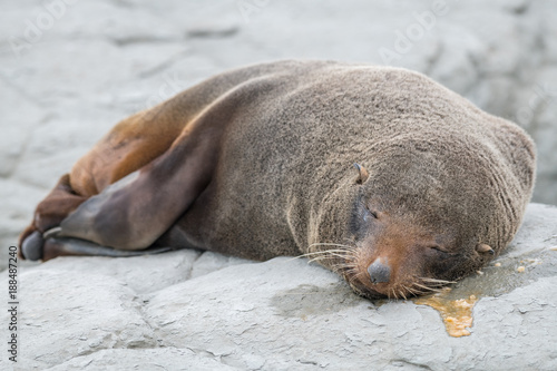Lazy Seal after a night drinking 