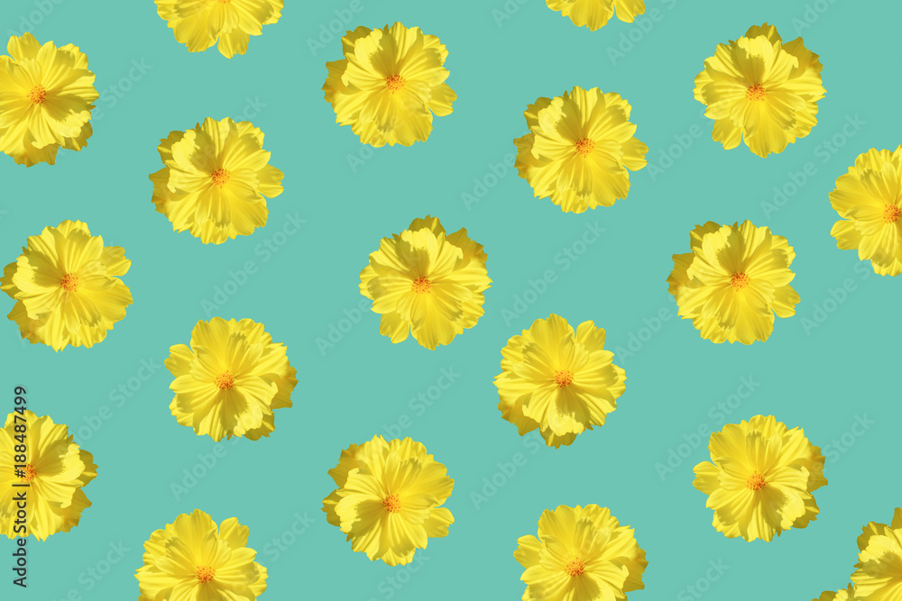 Yellow flower pattern isolated in blue background. Starship flower (Sulfur Cosmos) nature background. Summer fresh tropical flower background. Yellow flower pattern isolated in blue background. Starship flower (Sulfur Cosmos) nature background. Summer fresh tropical flower background.