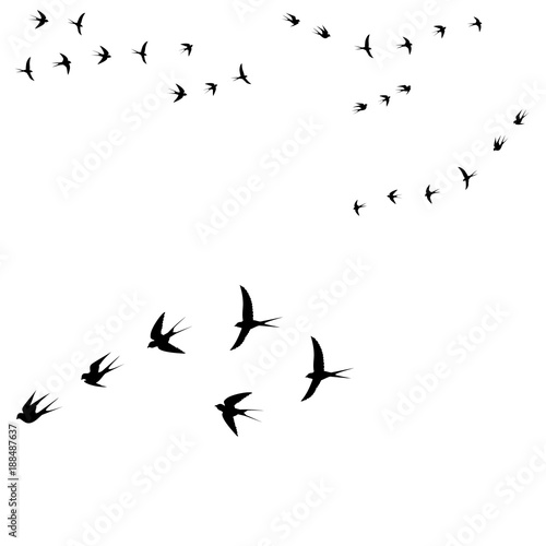 birds on a white background © elisabetaaa