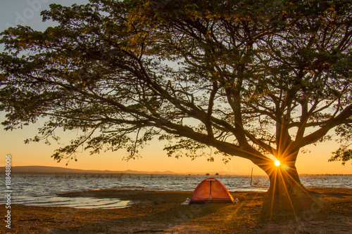 orange camping tent under the tree at sunrise or sunset background