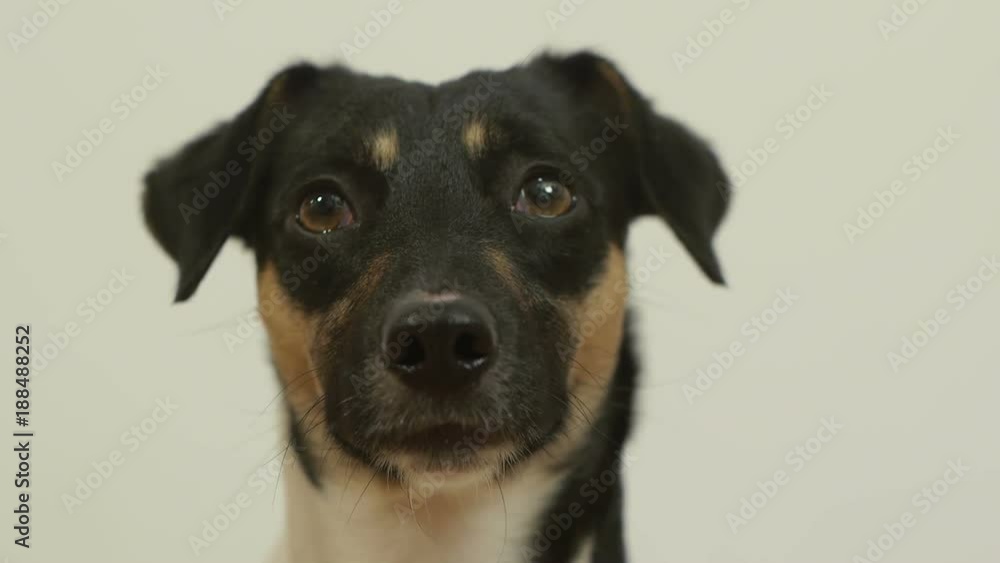 Cute Jack Russell Terrier sitting on floor in room Cute Jack Russell Terrier sitting on floor in room
