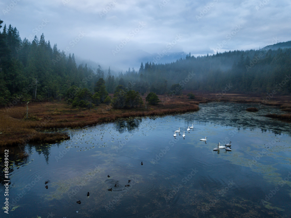 Naklejka premium Swampy Lake with Swans. Taken in Vancouver Island, British Columbia, Canada.
