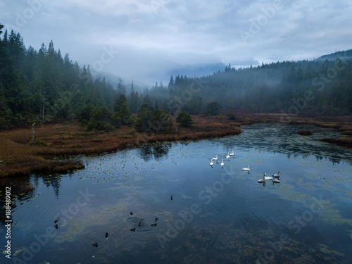 Swampy Lake with Swans. Taken in Vancouver Island, British Columbia, Canada.