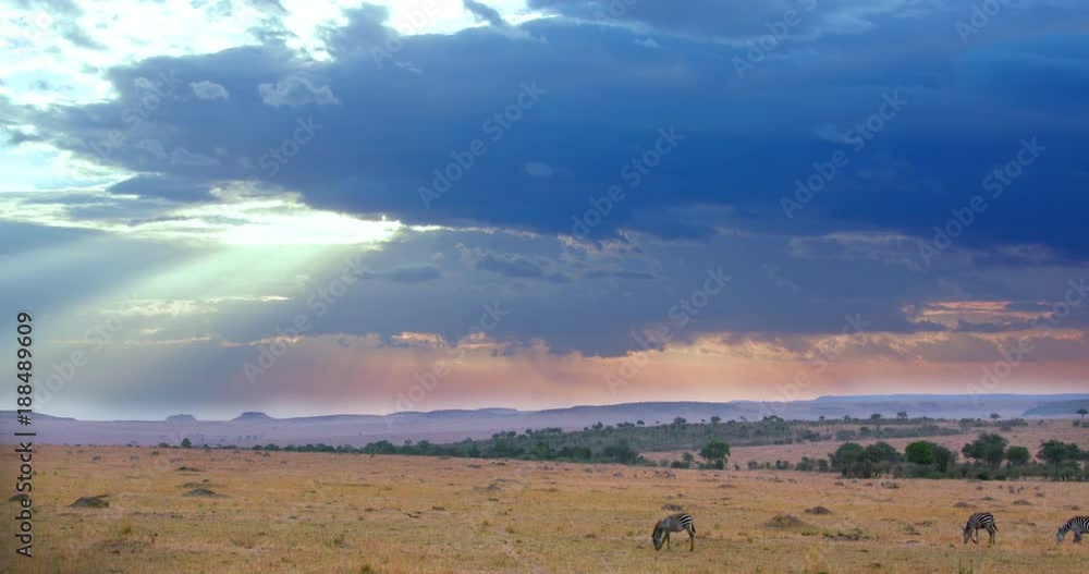 Burchell'S Zebras & Dramatic Sky; Maasai Mara 6 Sept Pm; Maasai Mara, Kenya, Africa Burchell'S Zebras & Dramatic Sky; Maasai Mara 6 Sept Pm; Maasai Mara, Kenya, Africa