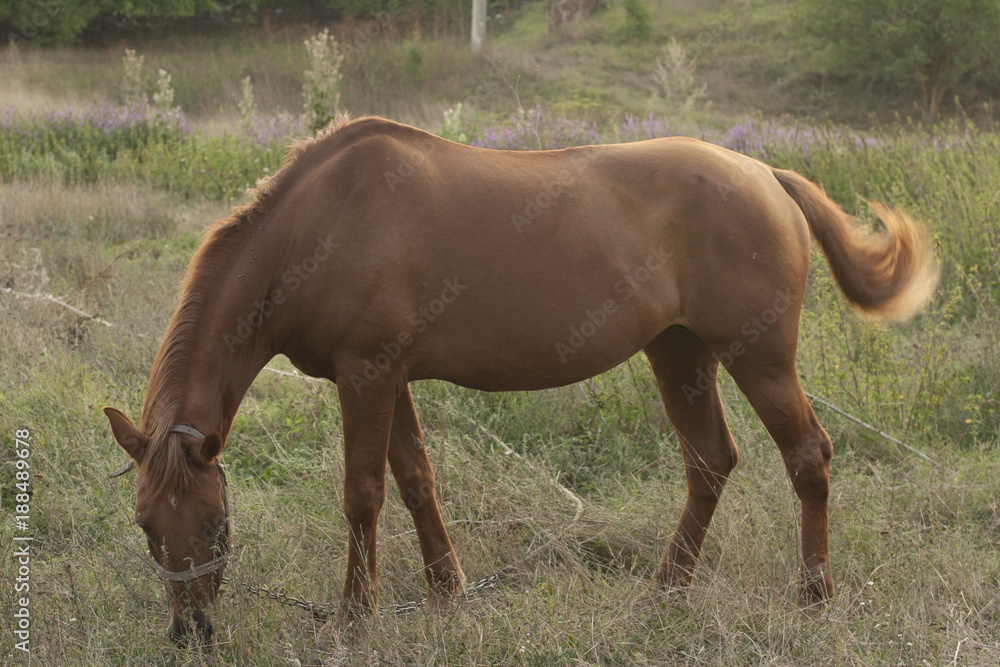 Fototapeta premium The Mare in the pasture. Horse grazing.
