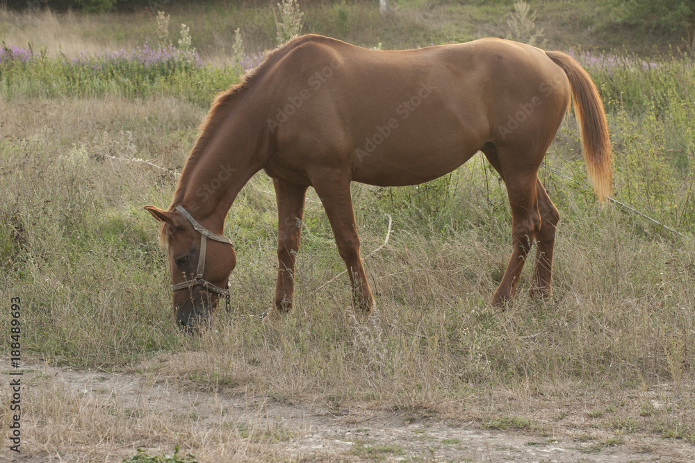 Obraz premium The Mare in the pasture. Horse grazing.