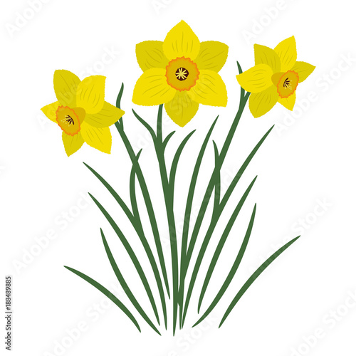 Fotografia Bouquet of yellow daffodils on a white background
