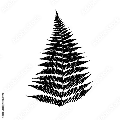 Fern leaf silhouette. Vector illustration