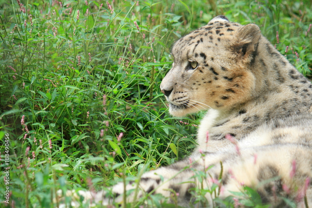 Naklejka premium ユキヒョウ