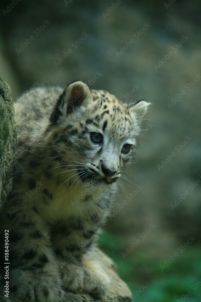 Fototapeta premium ユキヒョウの赤ちゃん