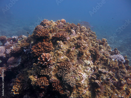 Coral found at coral reef area in Tioman island  Malaysia