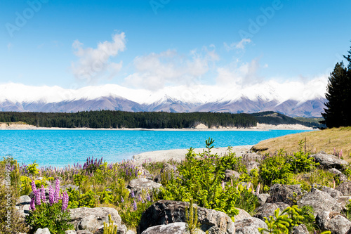 Lupine flowers at lake Pukaki with beautiful landscape and mountain panorama