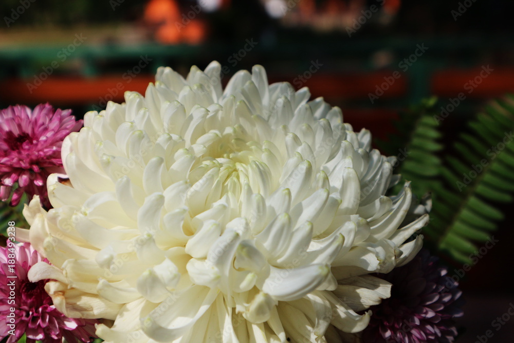 Beautiful lilac pink and white chrysanthemum as background picture. Chrysanthemum wallpaper, chrysanthemums in autumn. Beautiful lilac pink and white chrysanthemum as background picture. Chrysanthemum wallpaper, chrysanthemums in autumn.