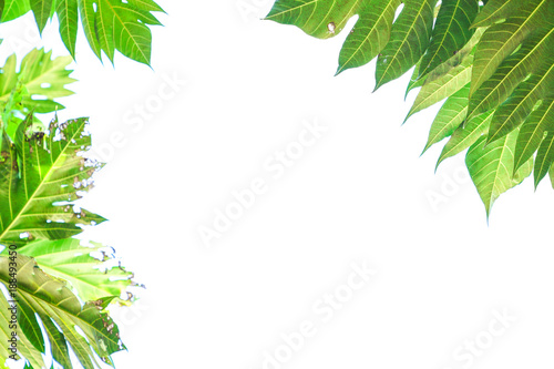 Green leaf on white background included copyspace for add text or graphic in adverstise