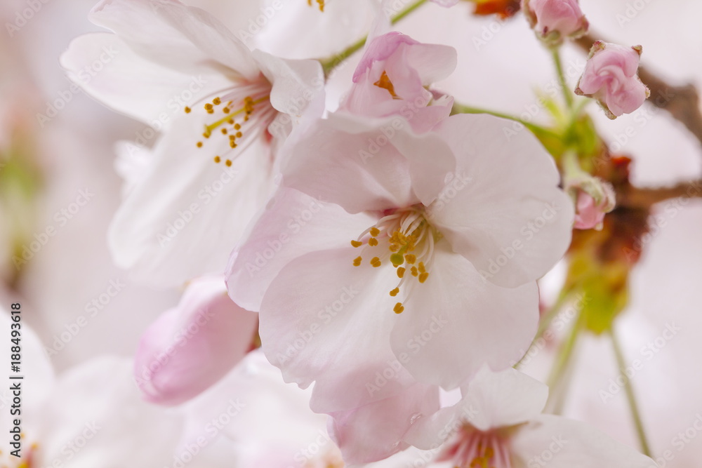 桜の花 桜の花