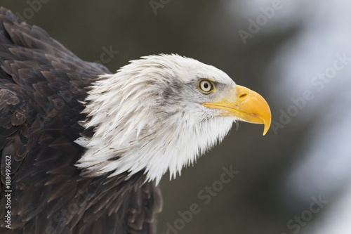 bald eagle head  profile