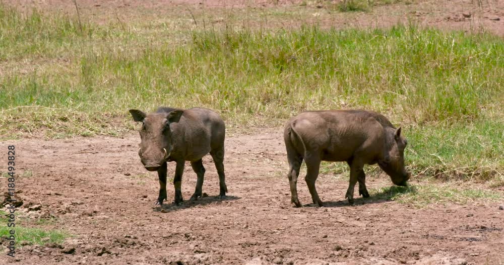 Pair Of Warthogs Acknowledgment; Nairobi National Park Pm; National Park, Nairobi, Kenya, Africa Pair Of Warthogs Acknowledgment; Nairobi National Park Pm; National Park, Nairobi, Kenya, Africa