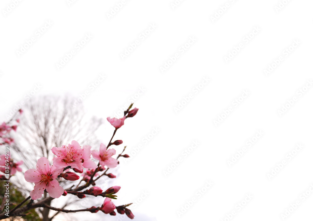 Pink peach blossoms on bottom left isolated on white background with space on the right side