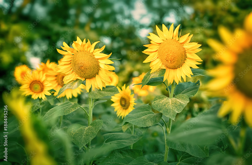 Field of sunflowers Field of sunflowers