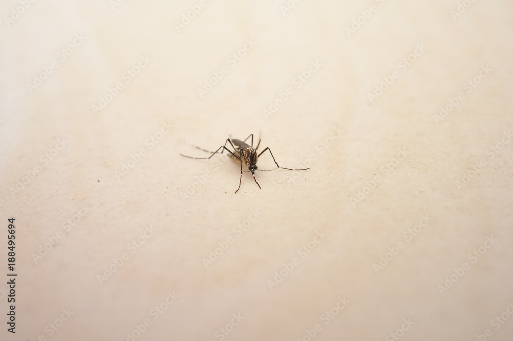 Close up the mosquito. Close up the mosquito.