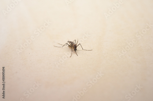 Close up the mosquito. © jitpitak