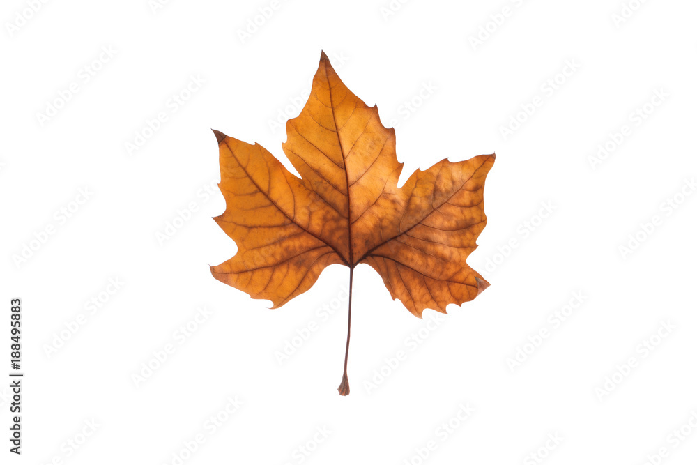Autumn maple leaf isolated on white background Autumn maple leaf isolated on white background