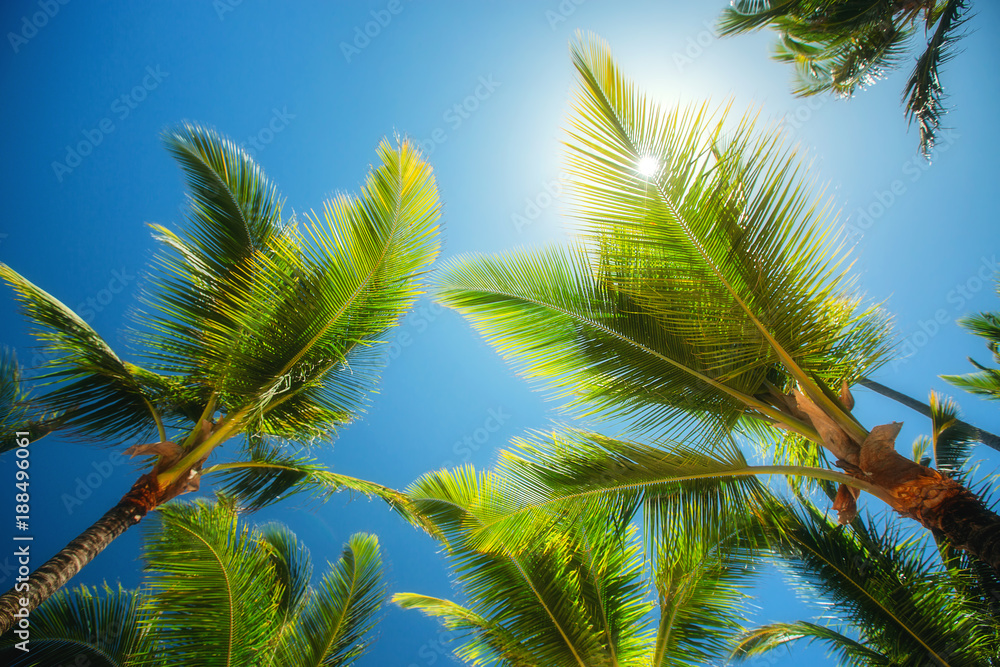 Coconuts palm tree perspective view. Nature background. Wallpaper.