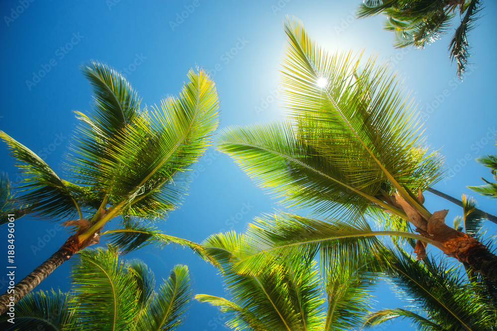Coconuts palm tree perspective view. Nature background. Wallpaper. Coconuts palm tree perspective view. Nature background. Wallpaper.