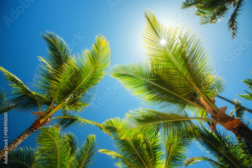 Coconuts palm tree perspective view. Nature background. Wallpaper.