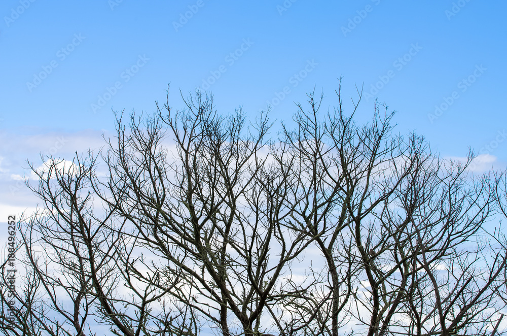 Dead tree on blue sky background. Dead tree on blue sky background.