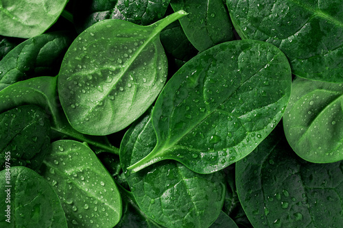 Macro photography of fresh spinach. Concept of organic food. photo