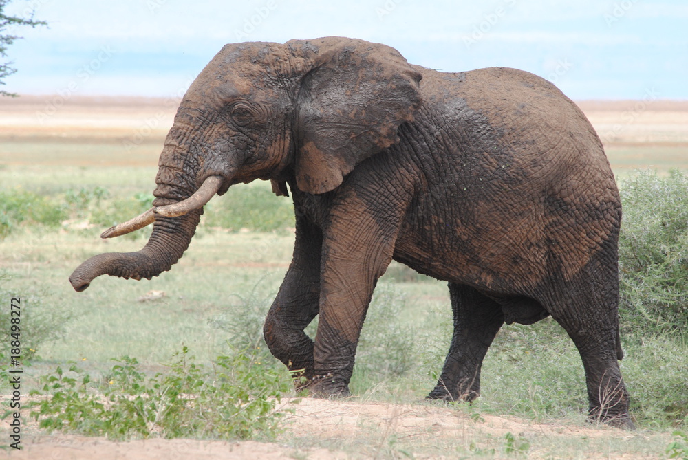 Afrique elephant
