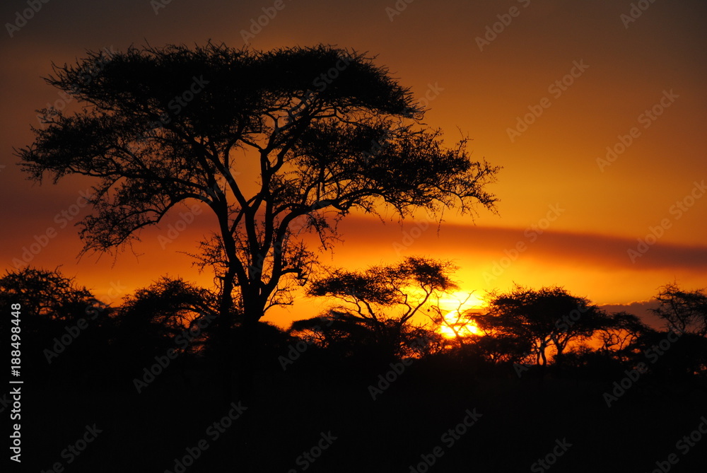 afrique arbre soleil paysage