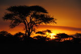 afrique arbre soleil paysage