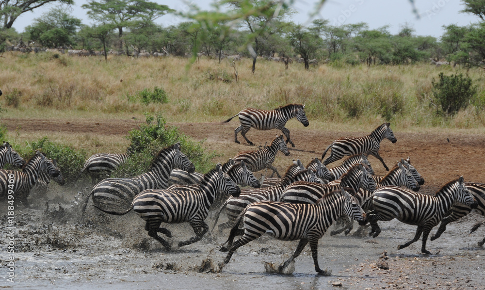 Fototapeta premium Zebres Tanzanie eau troupeau