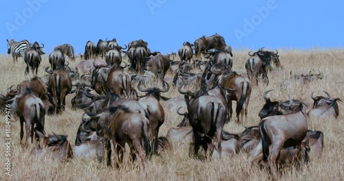Wallpaper Mural Blue Wildebeest Stood; Maasai Mara 5th Sept 16; Maasai Mara, Kenya, Africa Torontodigital.ca