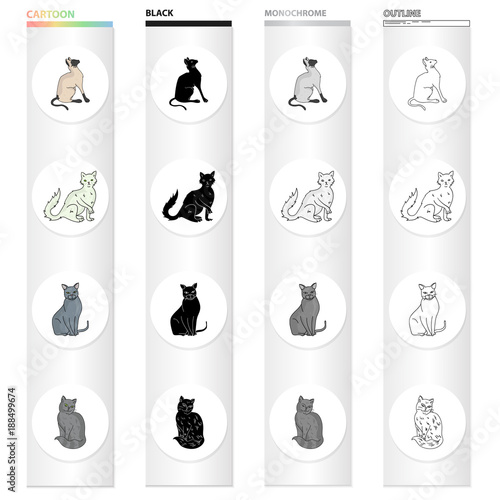 Cat breed Briton, Siamese, Nibelung, Chartreus. Different breeds of cat set collection icons in cartoon black monochrome outline style vector symbol stock illustration web.
